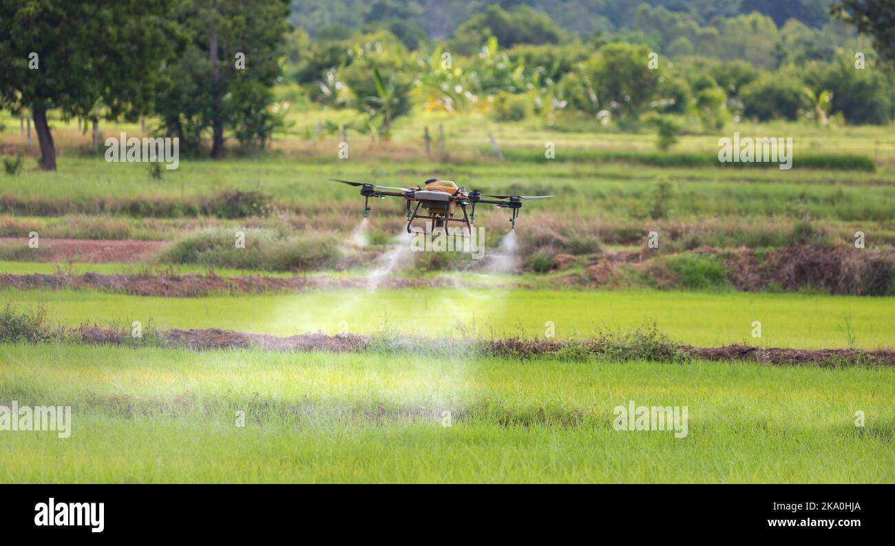 Pesticida spray per droni su risaie Foto Stock