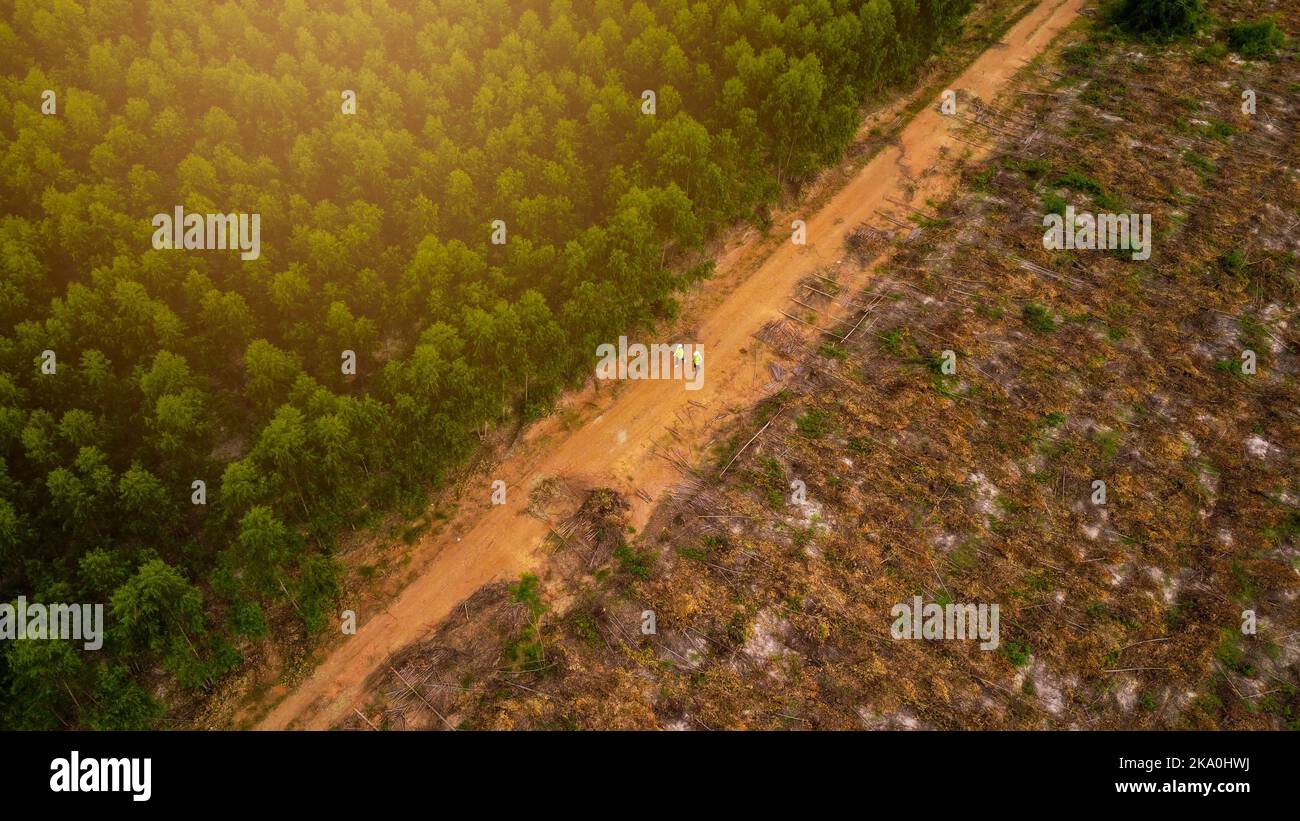 I biologi sul campo esaminano le foreste di eucalipto con record di dati per la ricerca. Uomini e donne ingegneri ambientali ricerca con record i Foto Stock