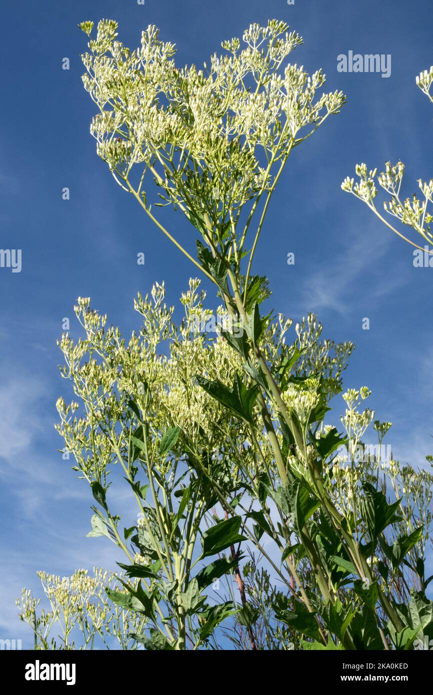 Pallido Indian Plantain, Arnoglossum atraplicifolium, Prairie, Wildlife, pianta, Fioritura, Bianco, Fiori, Hardy, teste di Fiore Foto Stock