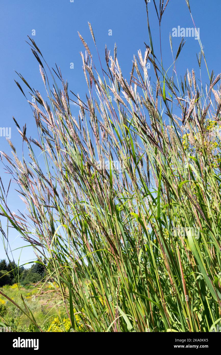 Big Bluestem Andropogon gerardi Bluestem Grass Andropogon Turchia-Foot Grass, lungo, steli, perenne, prateria faunistica Foto Stock