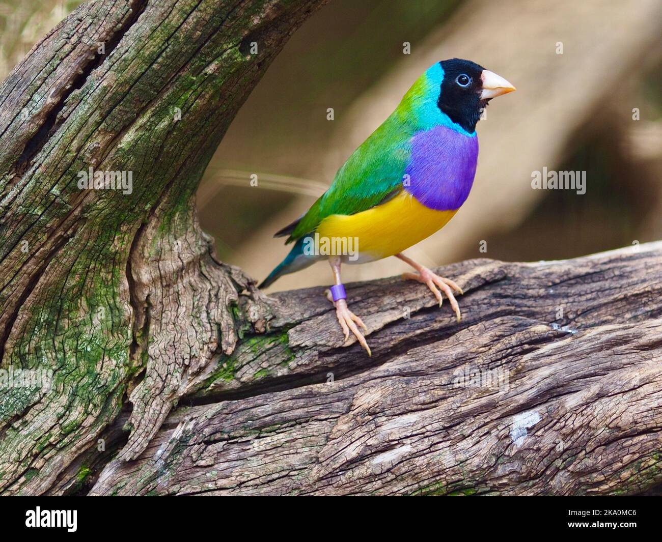 Spettacolare e vivace finch guldiano maschile con brillante piumaggio multicolore. Foto Stock