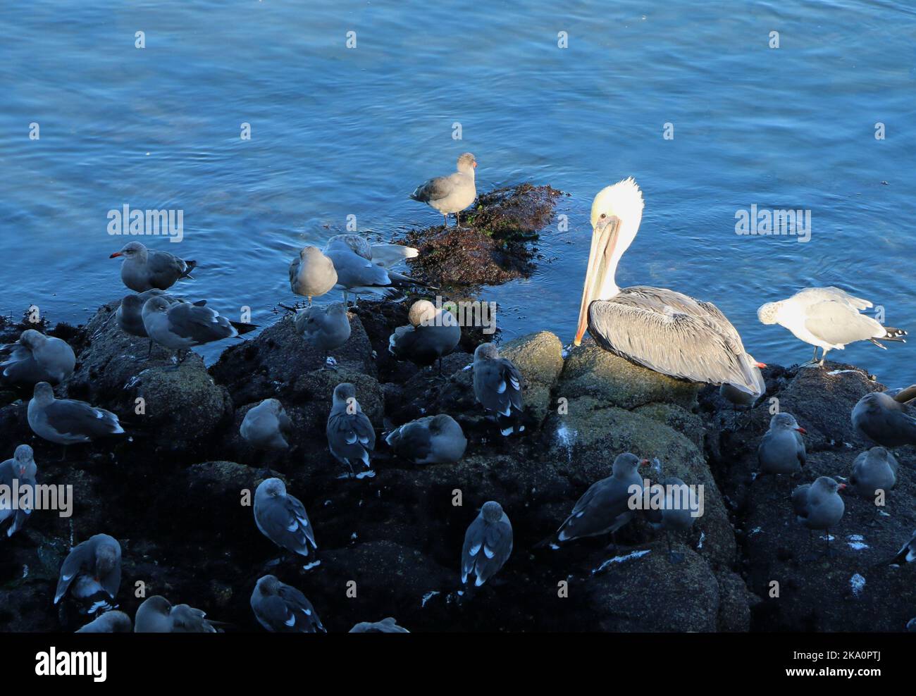 Un pellicano marrone adulto riposa su una roccia circondata da gabbiani marini, Monterey Bay. Foto Stock