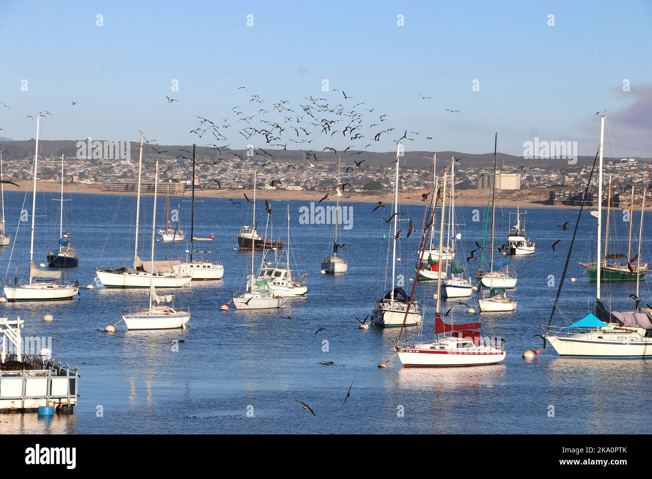 Monterey, CA, USA - 25 ottobre 2022: Gli uccelli si affollano in alto nel cielo sopra le barche a vela in un chiaro giorno autunnale a Monterey Bay. Foto Stock