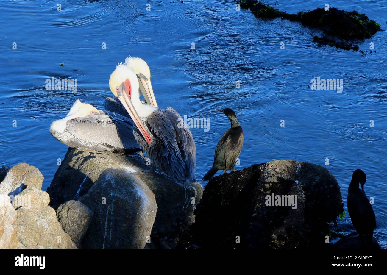 Un paio di bellissimi pellicani marroni riposano insieme su una roccia, Monterey Bay. Foto Stock