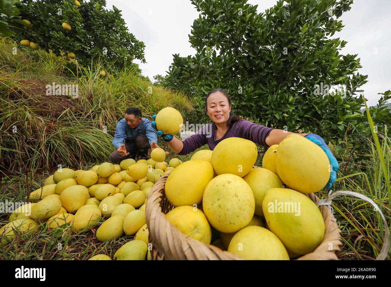 TONGREN, CINA - 30 OTTOBRE 2022 - Villagers sort pomelos in Tongren, provincia di Guizhou, Cina, 30 ottobre 2022. Foto Stock