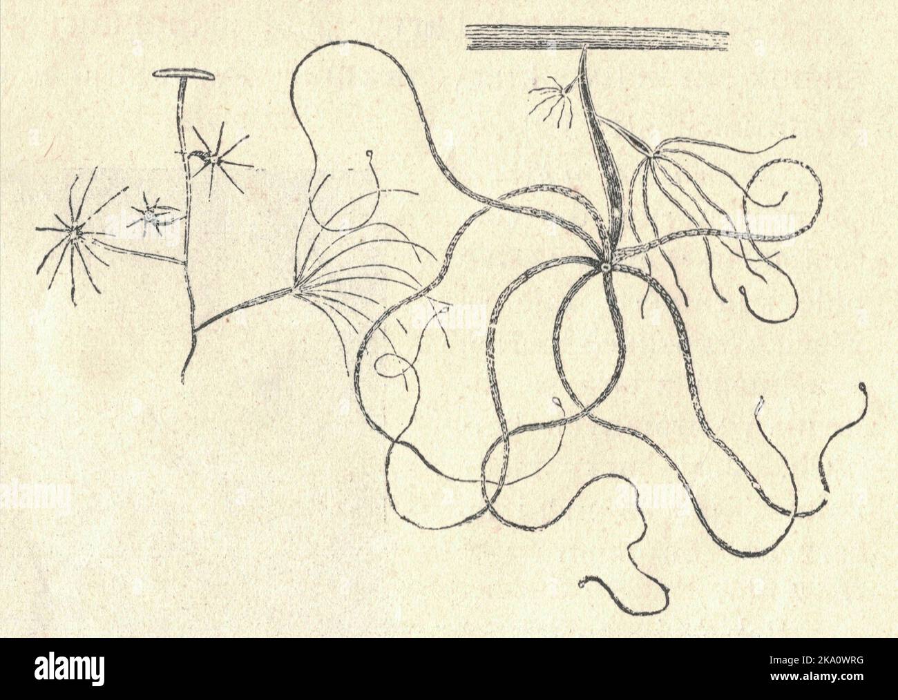 Antica illustrazione incisa dell'idra. Illustrazione vintage dell'idra. Vecchia immagine incisa. Illustrazione del libro pubblicata nel 1907. Hydra è un genere di piccoli organismi d'acqua dolce della classe Hydrozoi. Sono nativi delle regioni temperate e tropicali. Il genere fu chiamato da Linnaeus nel 1758 dopo l’Idra, che fu la bestia a molte teste sconfitta da Ercole come quando l’animale aveva una parte tagliata, si rigenererebbe molto come la testa dell’idra. I biologi sono particolarmente interessati a Hydra a causa della loro capacità rigenerativa; non sembrano morire di AG vecchio Foto Stock