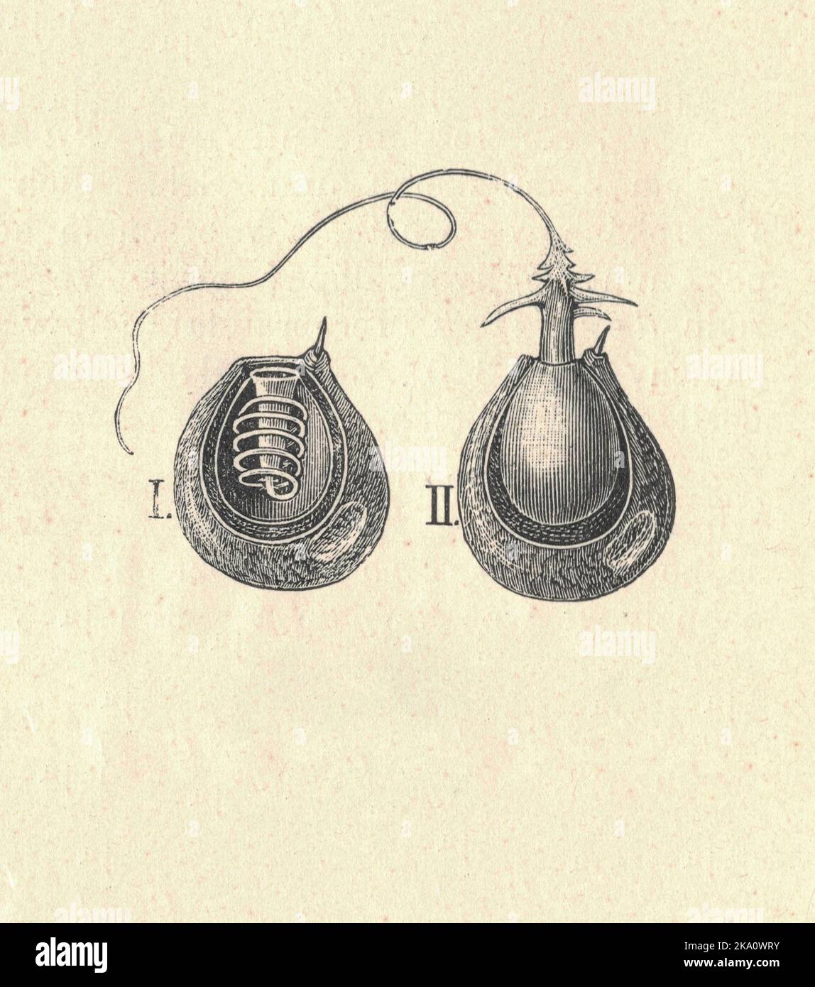 Antica illustrazione incisa della fibra stringente dell'idra. Illustrazione vintage della fibra stringente dell'idra. Vecchia immagine incisa. Sezione longitudinale dell'idra. Illustrazione del libro pubblicata nel 1907. Hydra ha due strati principali della carrozzeria, che la rendono 'sploblastica'. Gli strati sono separati da mesoglea, una sostanza simile a gel. Lo strato esterno è l'epidermide, e lo strato interno è chiamato il gastroderma, perché si allinea lo stomaco. Le cellule che compongono questi due strati del corpo sono relativamente semplici. Hydramacin è un battericida recentemente scoperto in Hydra; protegge lo strato esterno contro Foto Stock