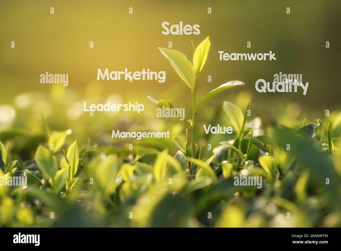 Concetto o concettuale Green Tree business o marketing parola cloud tagcloud Foto Stock