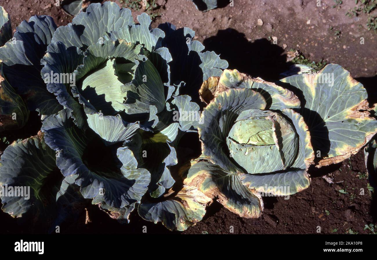 MARCIUME NERO (XANTHOMONAS CAMPESTRIS) INFEZIONE BATTERICA DI CABBAGES CHE MOSTRA CHE LE FOGLIE SVILUPPANO CEROTTI GIALLI O CHLOROTIC CHE RENDONO MARRONE E SECCO. Foto Stock