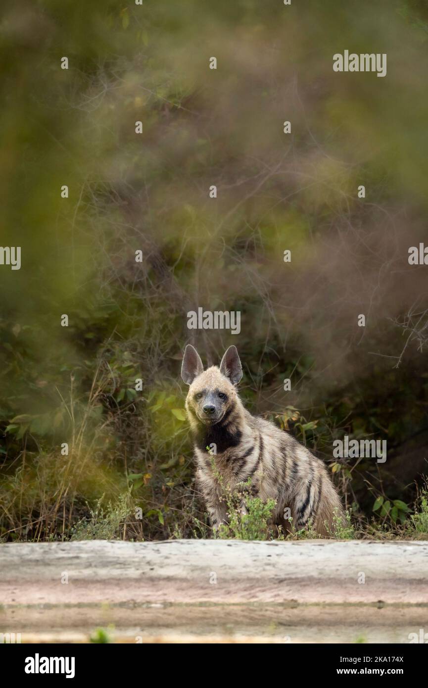 Wild Striped hyena o hyena testa sopra con contatto dell'occhio vicino al waterhole in fondo verde naturale durante il safari all'aperto della giungla in jhalana jaipur Foto Stock