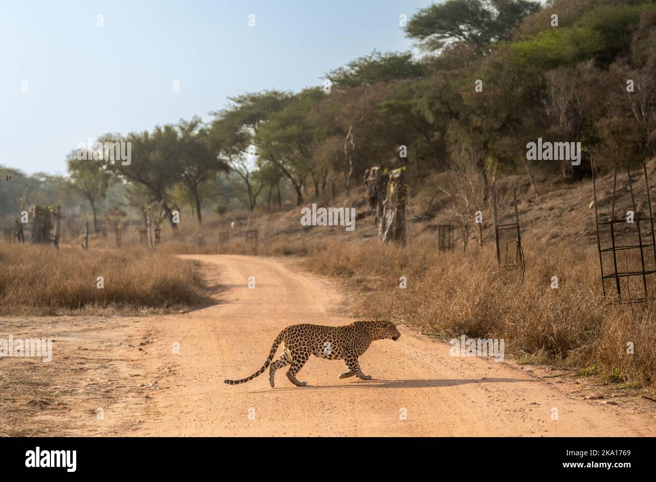 indiano selvaggio maschio leopardo o pantera o panthera pardus fusca profilo laterale in corsa attraversando percorso foresta all'aperto fauna selvatica safari jhalana jaipur Foto Stock