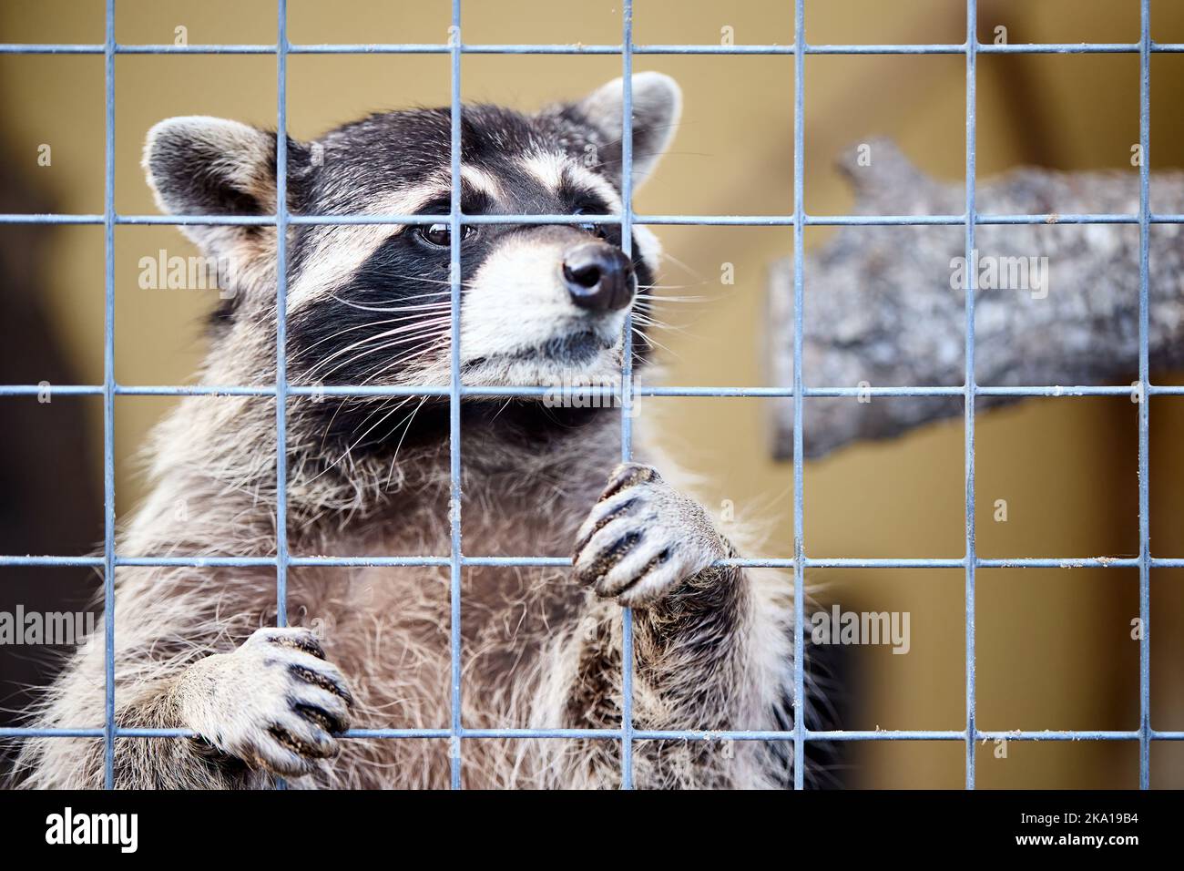 Raccoon in gabbia guarda tristemente e chiaramente chiede cibo e libertà. Zoo animale dietro bar di recinzione. Raccoon triste con griglia in cattività. Foto Stock