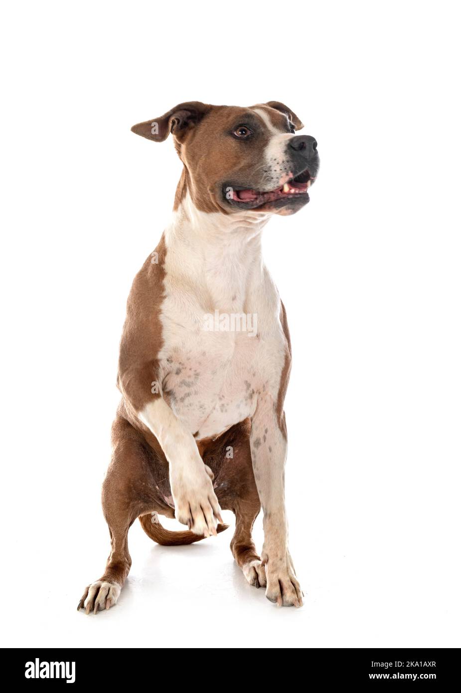 American Staffordshire terrier di fronte a uno sfondo bianco Foto Stock