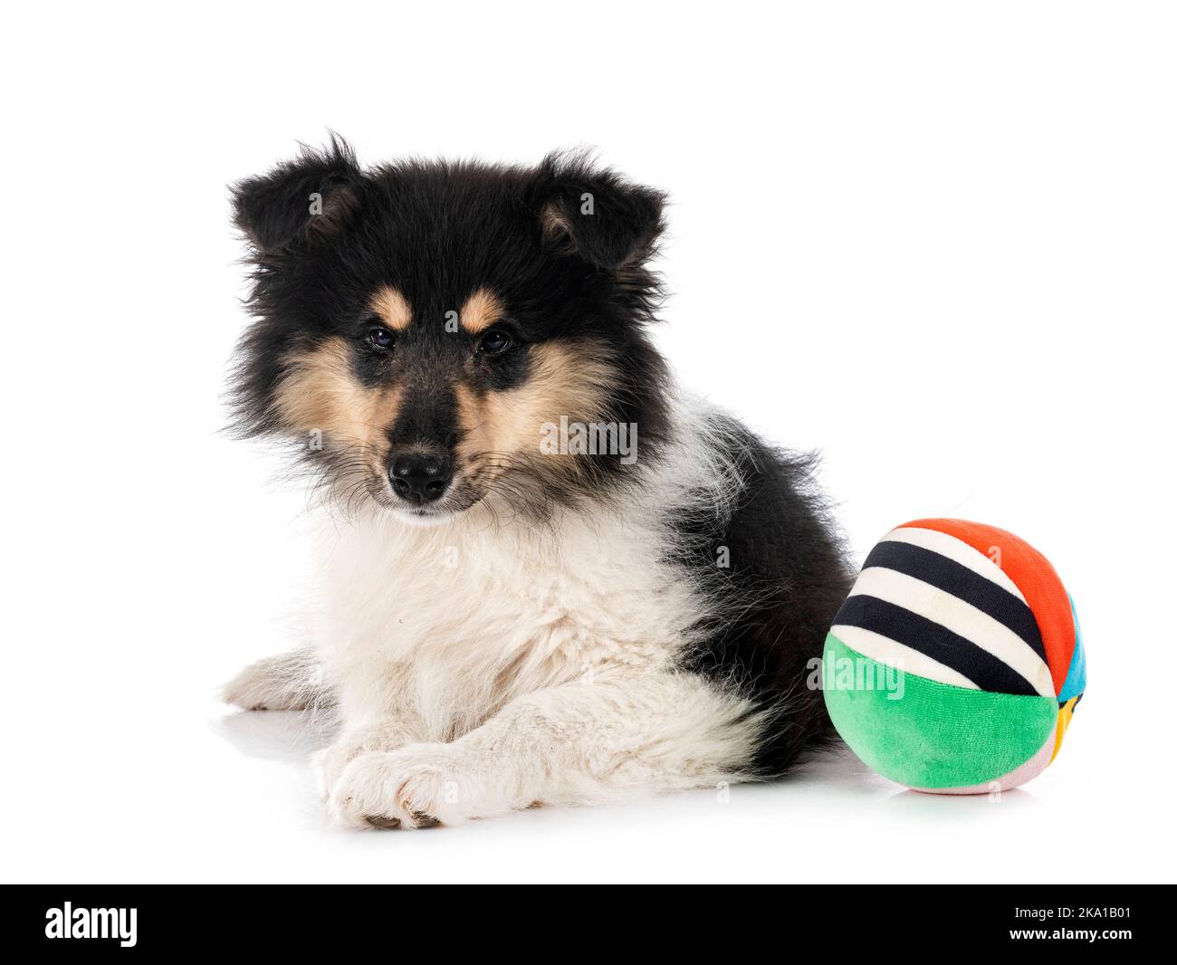 Puppy Rough Collie di fronte a sfondo bianco Foto Stock