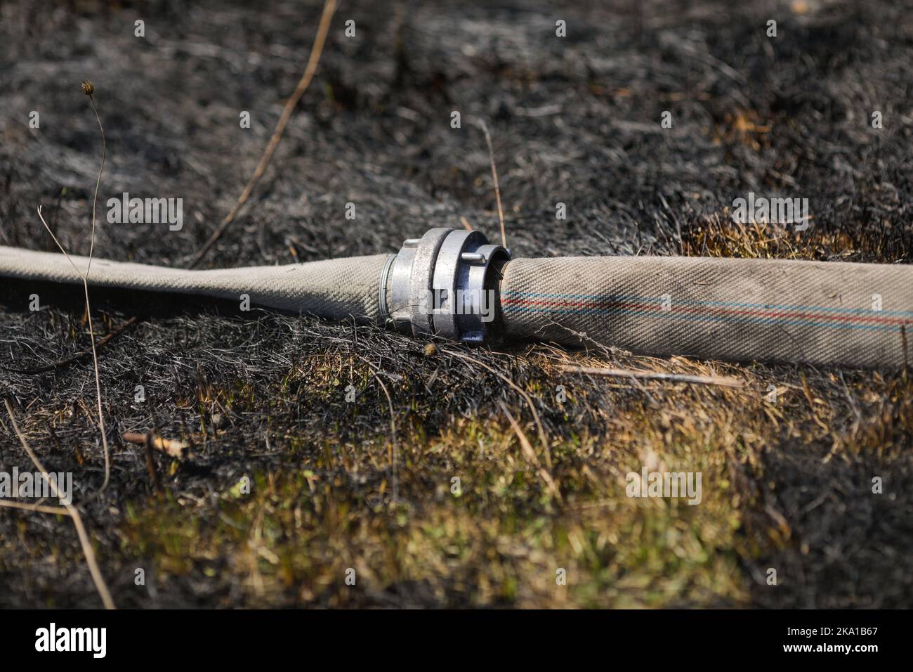 Profondità di campo bassa (fuoco selettivo) dettagli con un tubo di acqua pompiere sulla vegetazione bruciata in seguito a un incendio. Foto Stock
