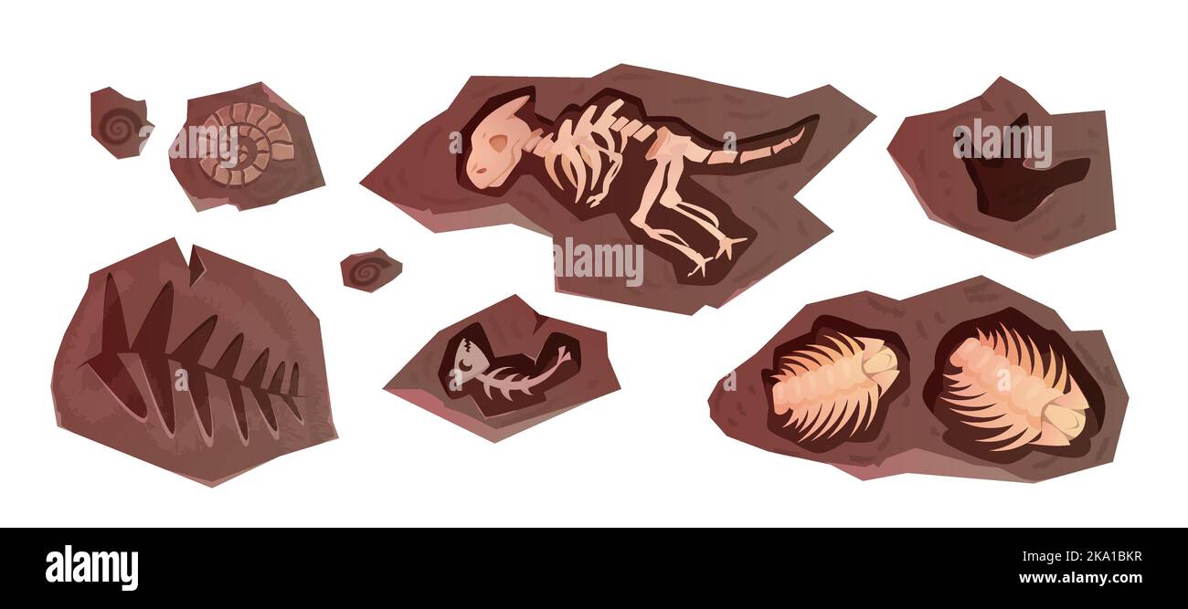 Cartoon fossile archeologico di scheletri dinosauri, rettili, animali marini e piante. Antiche sezioni di pietra con ossa di ammoniti preistorici, trilobiti marini. Elementi di scavo del piede dino. Illustrazione Vettoriale