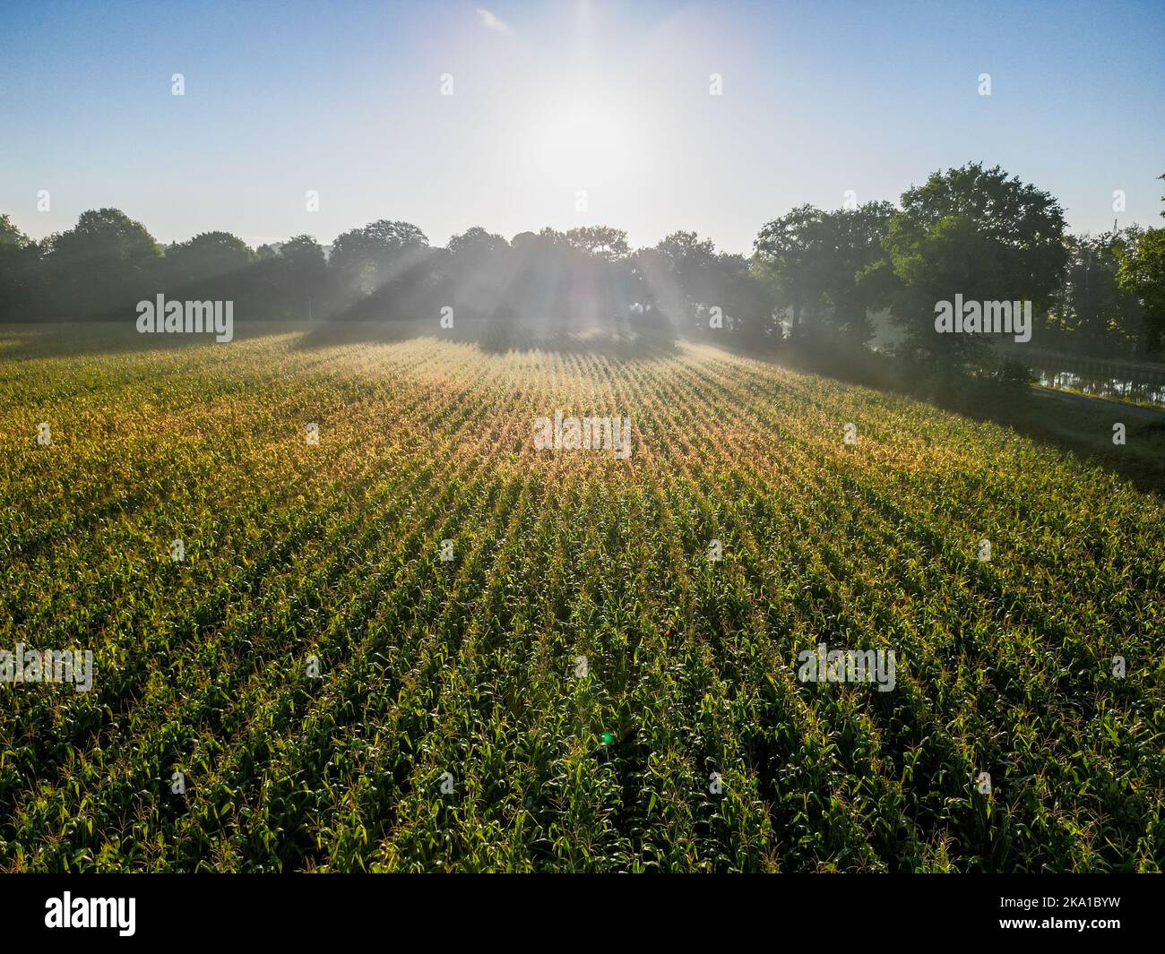 Tranquillo tramonto dorato sul verde campagna cornfields, campagna fresco sfondo agricolo. Foto di alta qualità Foto Stock