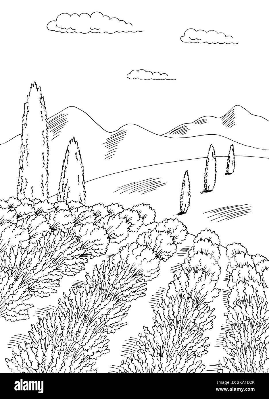 Lavanda campo fiore grafica nero bianco paesaggio verticale disegno vettore di illustrazione Illustrazione Vettoriale