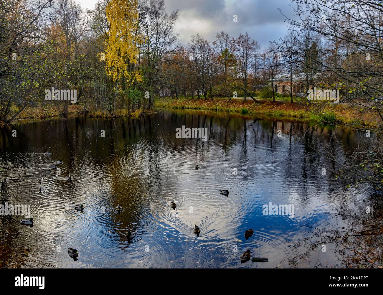 Paesaggi autunnali nel parco di Sergeevka sul territorio dell'ex tenuta dei Leuchtenbergskys nella regione di Leningrado. Foto Stock