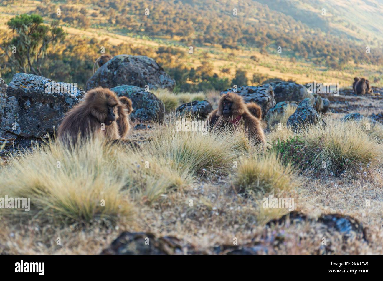 Gruppo di babbuini Gelada al tramonto in Etiopia Foto Stock