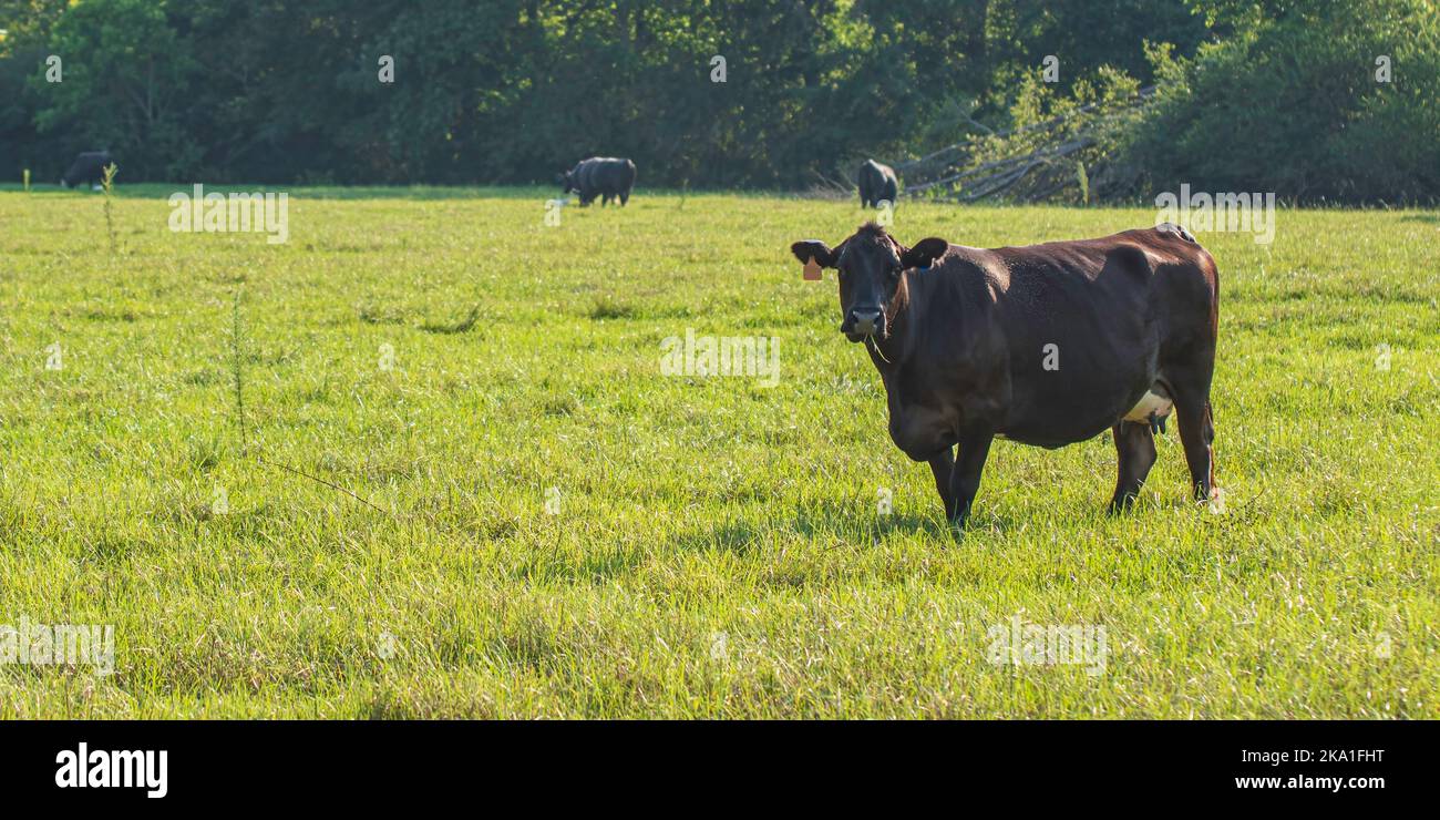 Angus mucca di manzo crossbred in un lussureggiante pascolo estivo nel tardo pomeriggio in Alabama con spazio negativo. Foto Stock