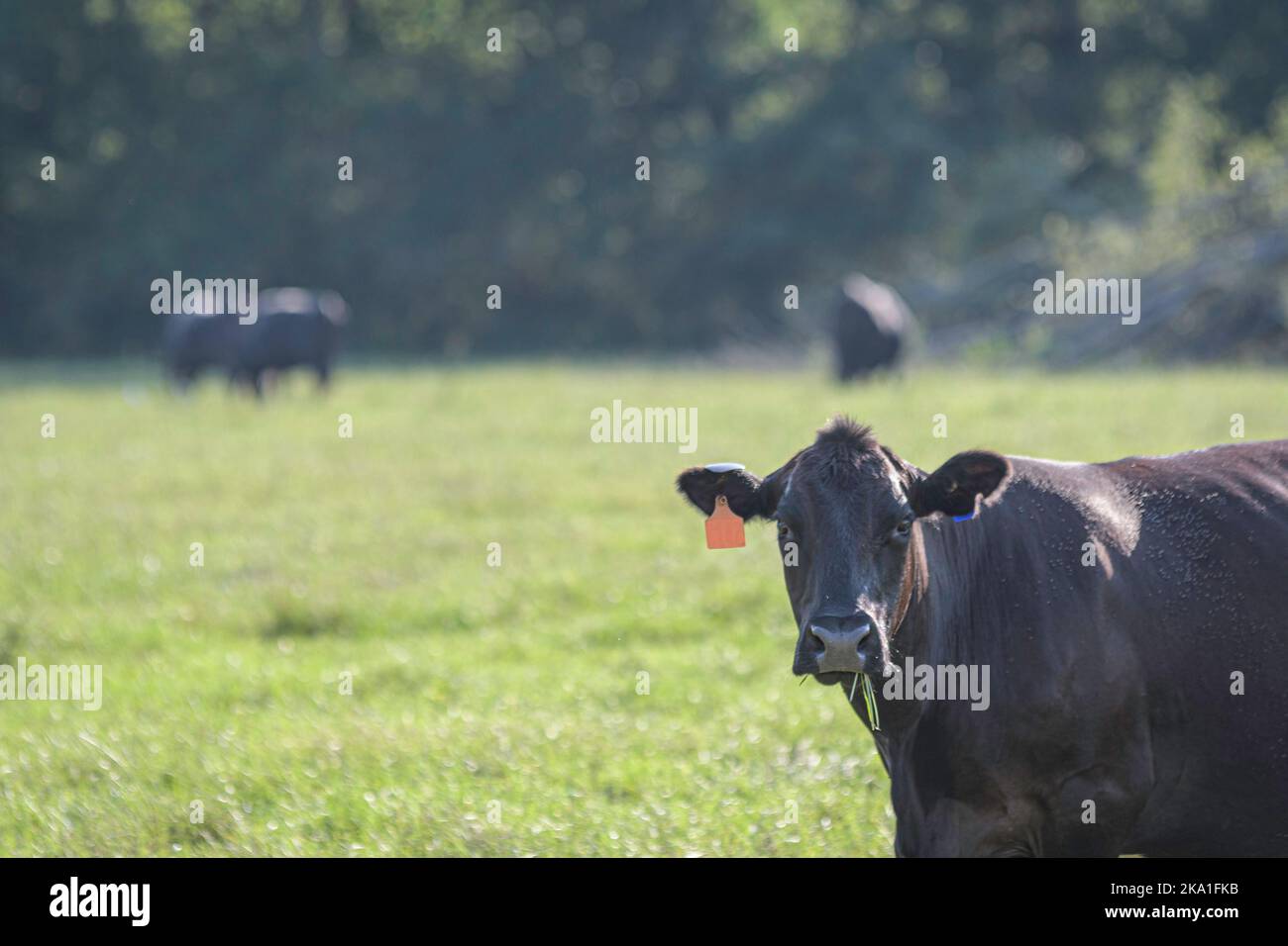 La vacca di manzo nera di Angus crossbred in primo piano con bovini fuori fuoco sullo sfondo e lo spazio negativo. Foto Stock