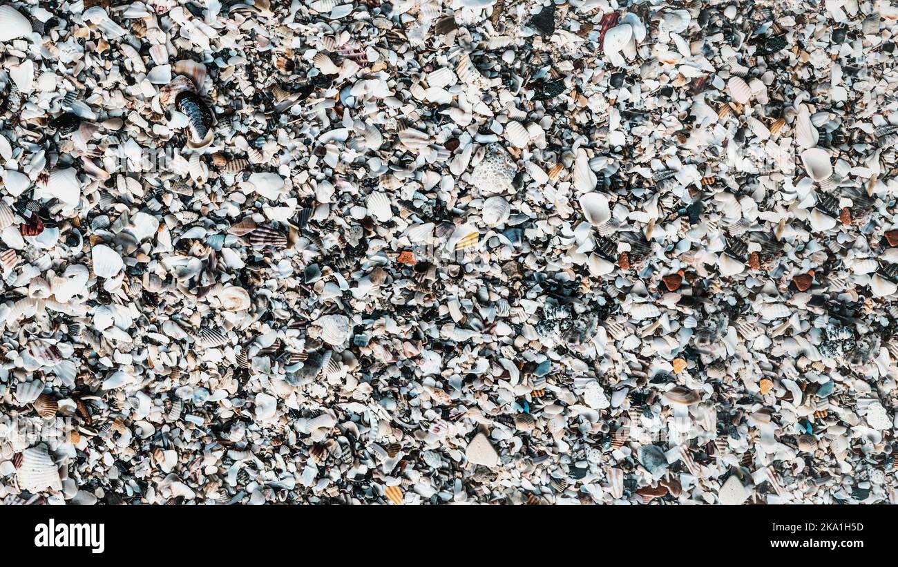 Primo piano conchiglie sulla spiaggia di sabbia giorno estivo. Collezione astratta di motivi di sfondo oceanico Foto Stock