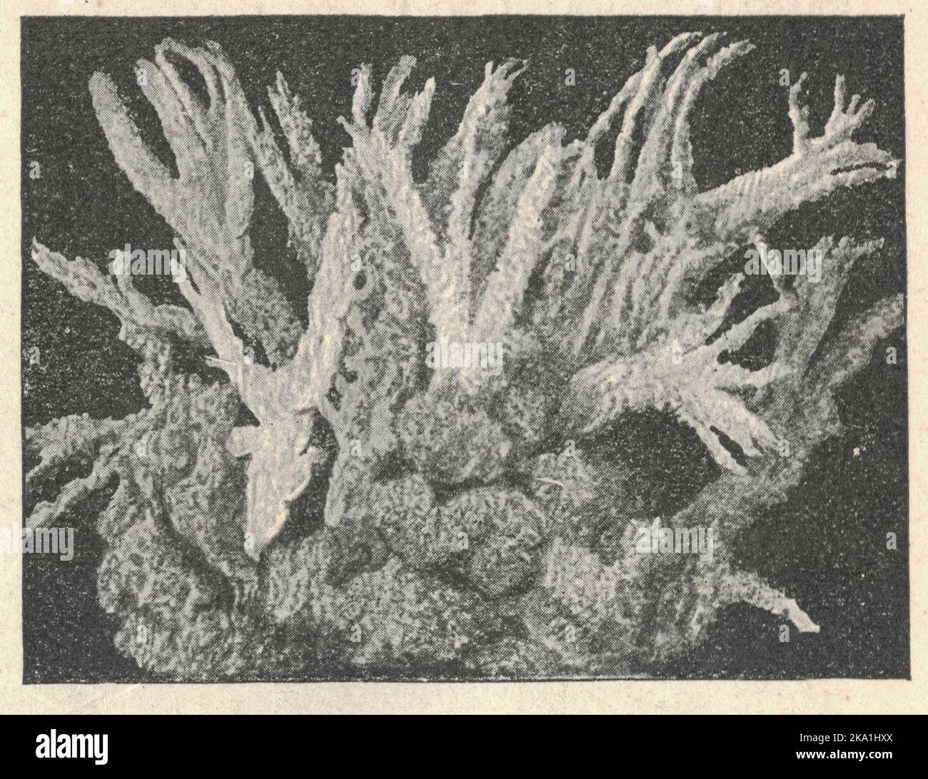Simbiosi di Spongilla lacustris sulla parte superiore con Plumatella fungosa (sotto). Illustrazione del libro pubblicata nel 1907. Spongilla lacustris è una specie di spugna di acqua dolce della famiglia Spongillidae. Abita fiumi e laghi d'acqua dolce, che spesso crescono sotto tronchi o rocce. Lacustris è una parola latina che significa "legato o associato ai laghi". Le specie variano dal Nord America all'Europa e all'Asia. È la spugna di acqua dolce più diffusa in Europa centrale. È la spugna più diffusa nel Nord Bretagna ed è una delle specie di spugne più comuni nei laghi e nei canali. Spongilla lac Foto Stock