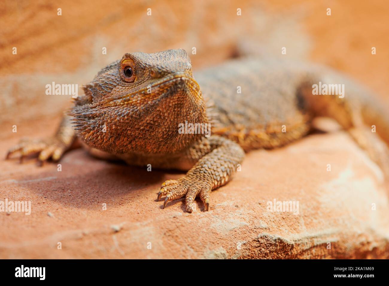 drago maschile bearded, foto macro Foto Stock