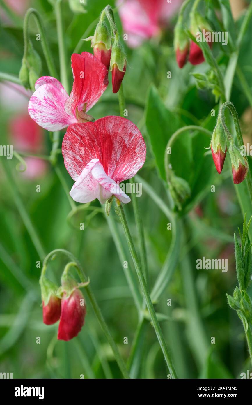 Lathyrus odoratus 'America', piselli dolci 'America'. Piselli dolci alla grandiflora. Fiore rosso-bianco Foto Stock