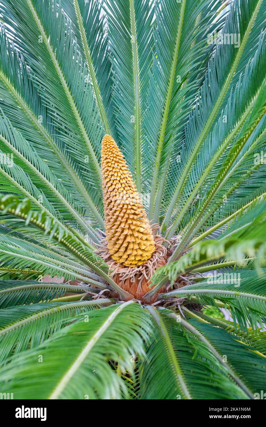 Cycas revoluta, palma di sago giapponese, cycad, Cycas sexseminifera, Cycas miquel. palma-come sempreverde oro-marrone perenne, infiorescenza ovoide Foto Stock