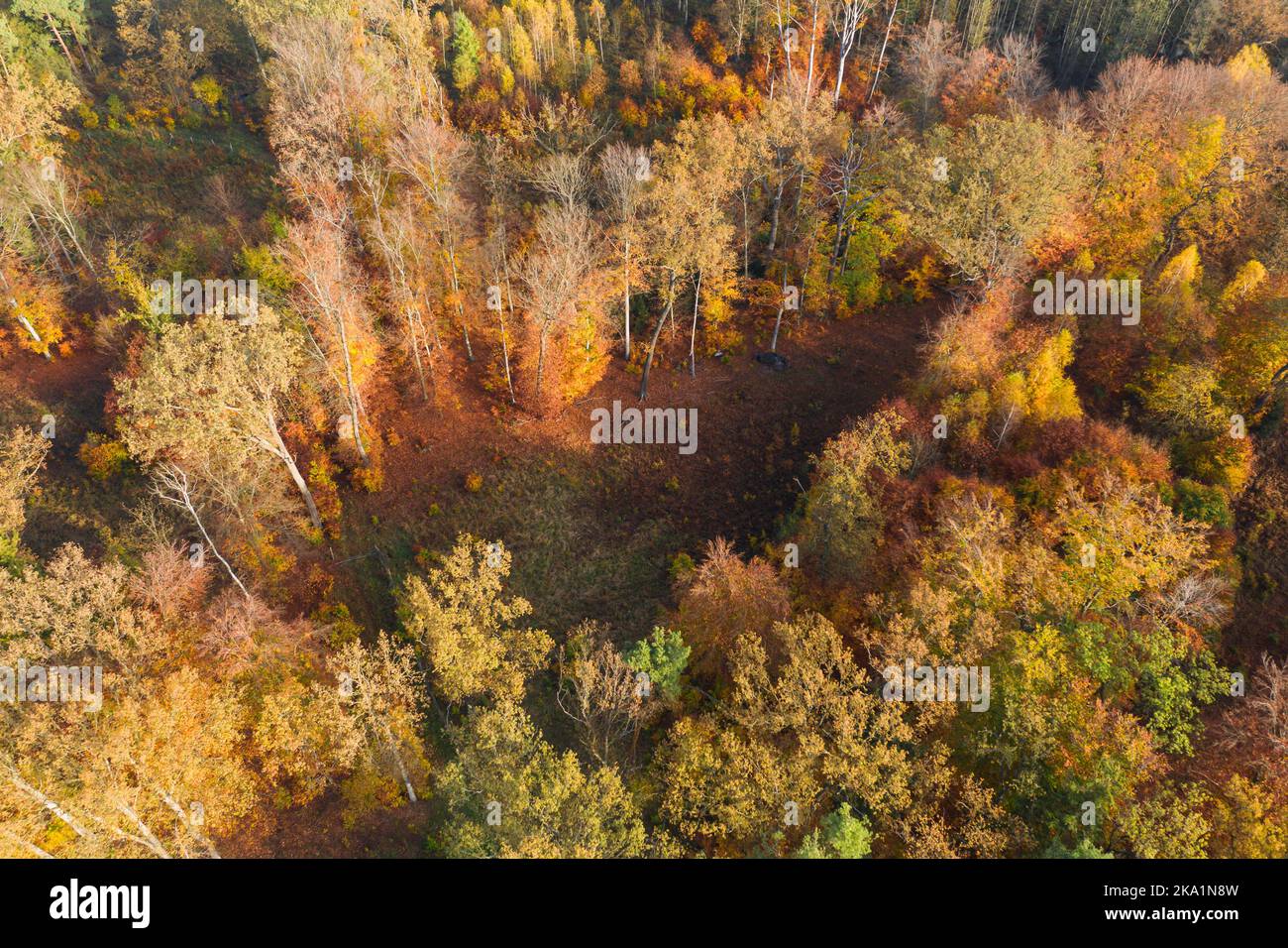 Una vasta pianura coperta da una foresta mista di conifere. È autunno, gli aghi sono di colore verde, le foglie sono gialle e marroni. Foto Stock