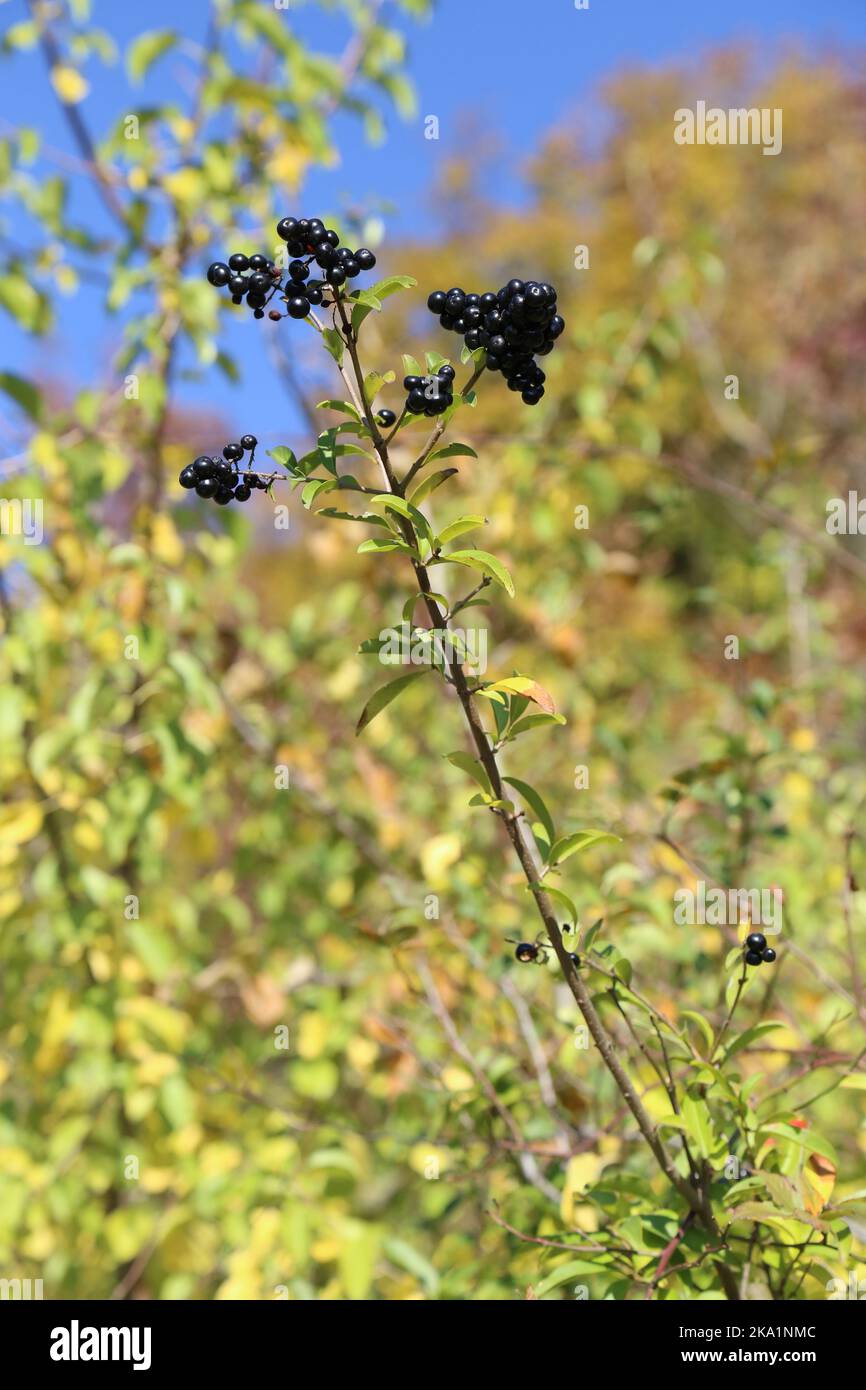 Ligustrum vulgare, Privet comune, Oleaceae. Una pianta selvatica sparata in autunno. Foto Stock