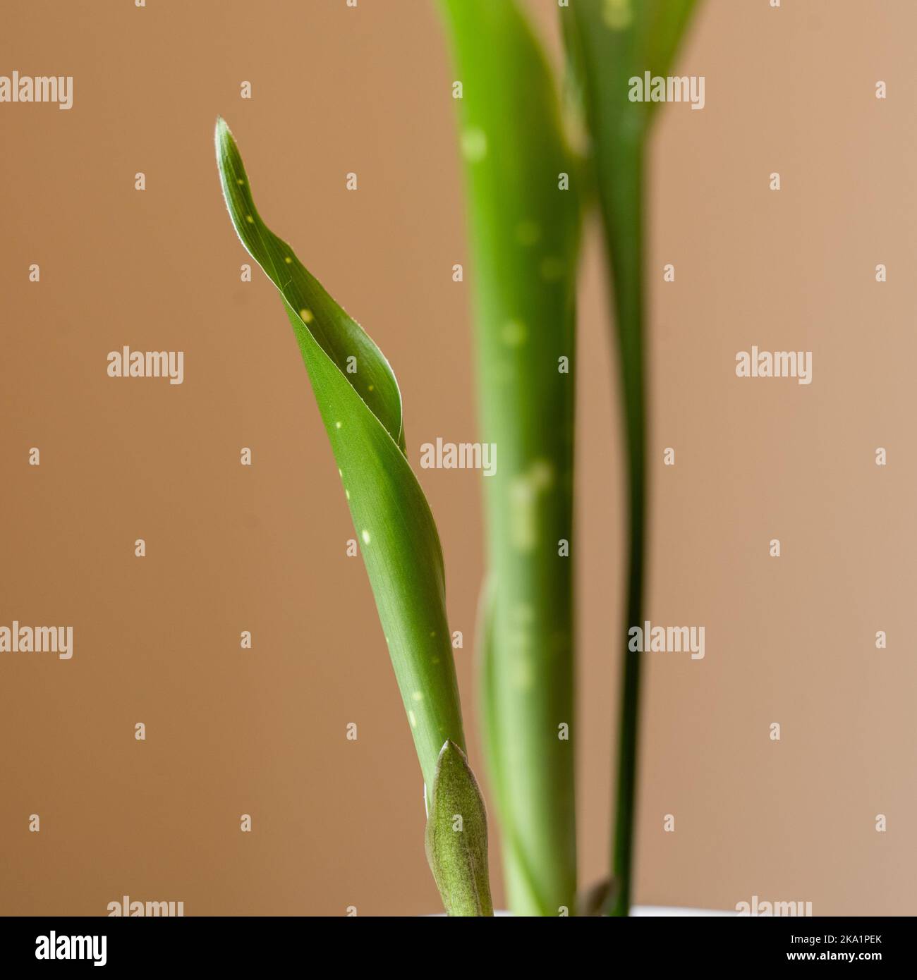 Primo piano di nuove foglie su una variegata Aspidistra elatior ‘Via Lattea’ che si stacca Foto Stock