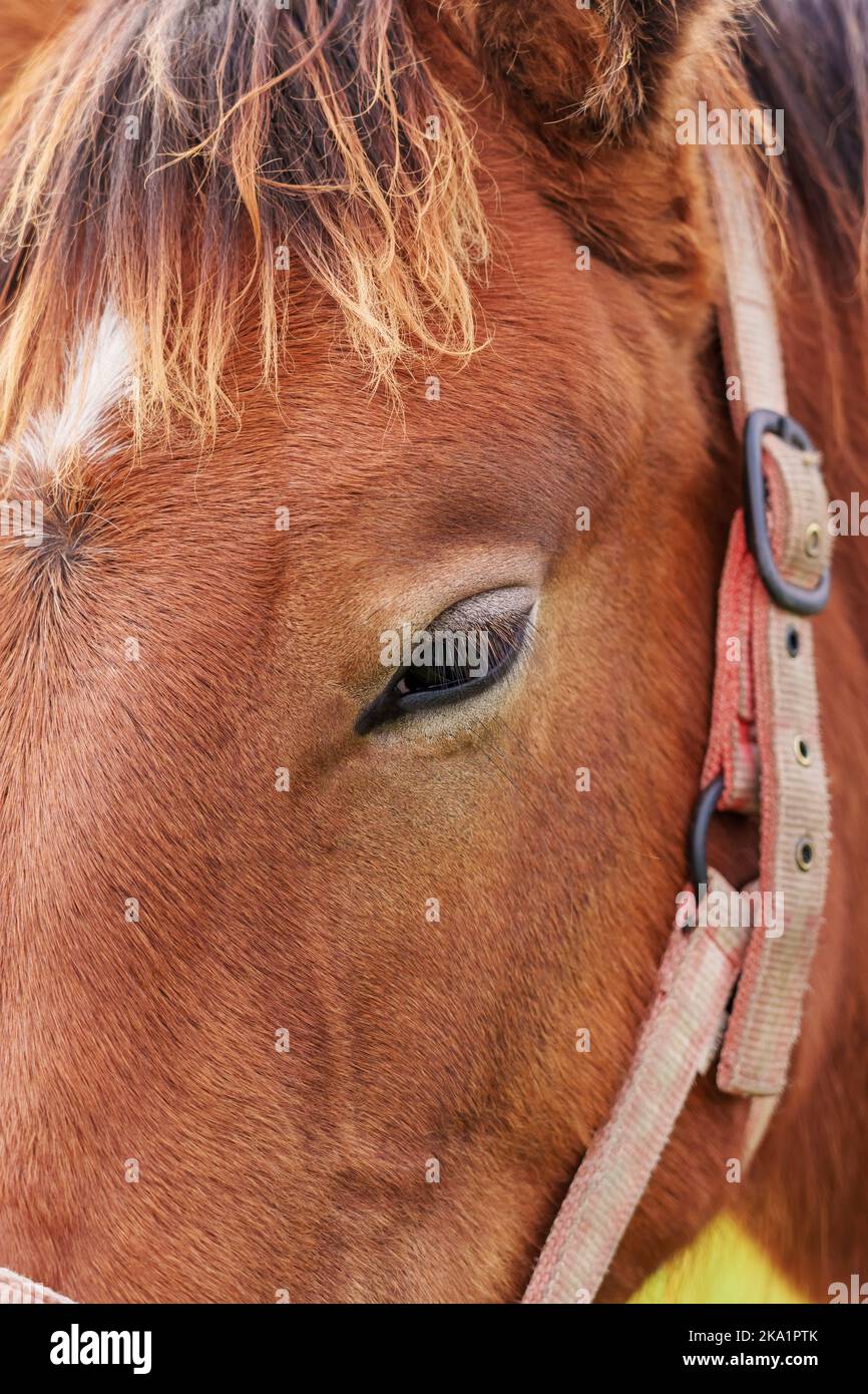 Ritratto di un cavallo marrone purosangue con un bell'occhio triste. Primo piano Foto Stock