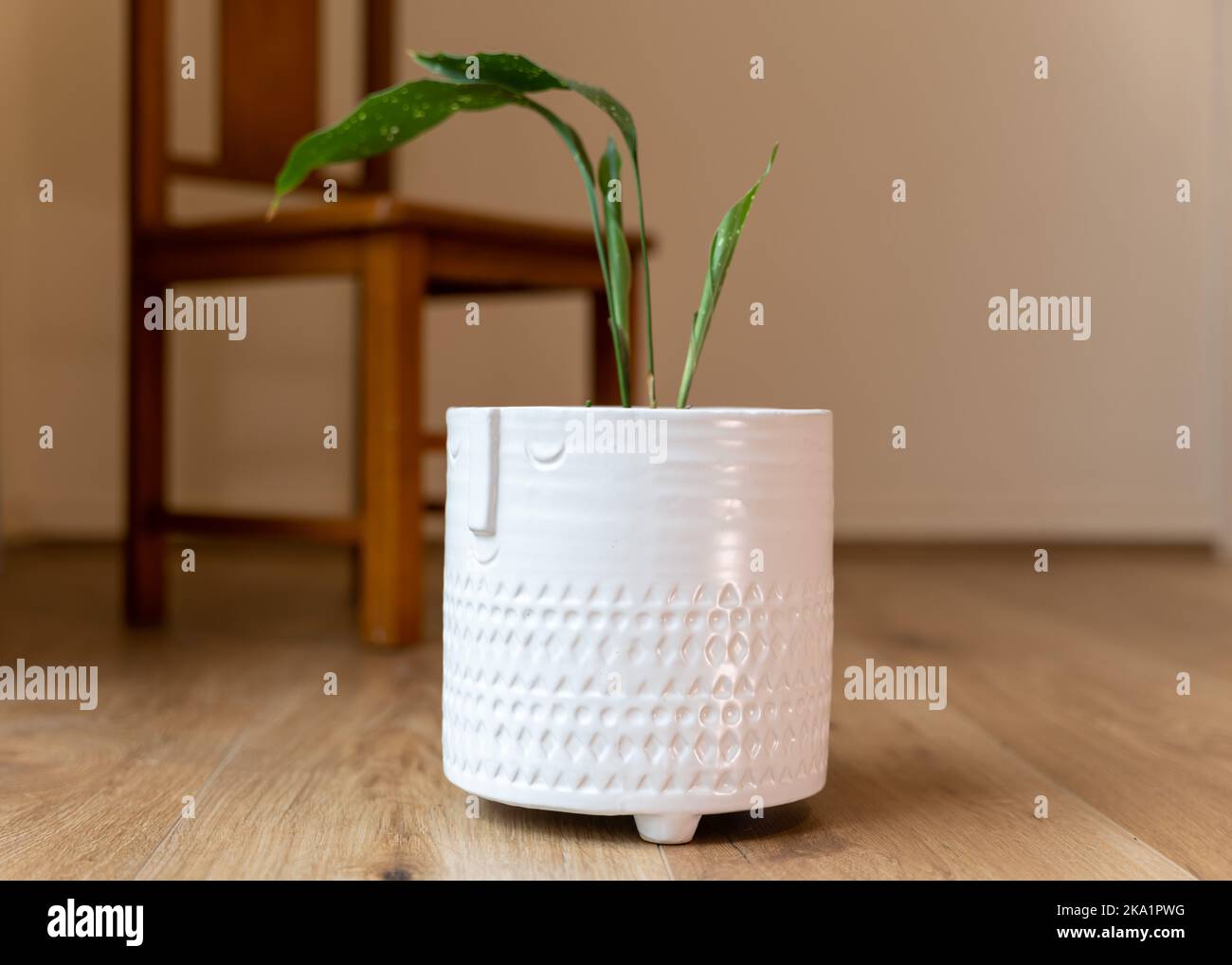 Pianta di casa (variegata Aspidistra elatior ‘Via Lattea’) e sedia in legno per bambini su un pavimento in legno Foto Stock
