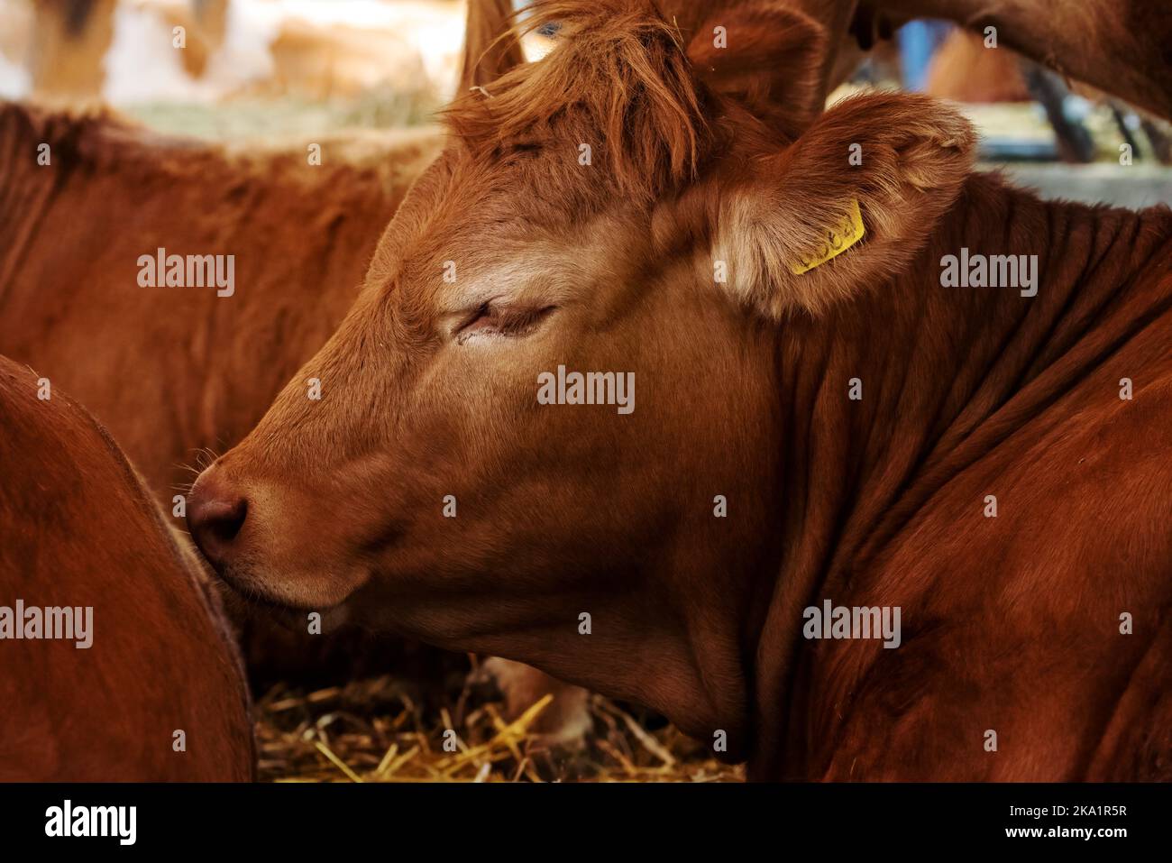Bovini Limousin in fattoria casearia, femmina marrone testa ritratto con fuoco selettivo Foto Stock