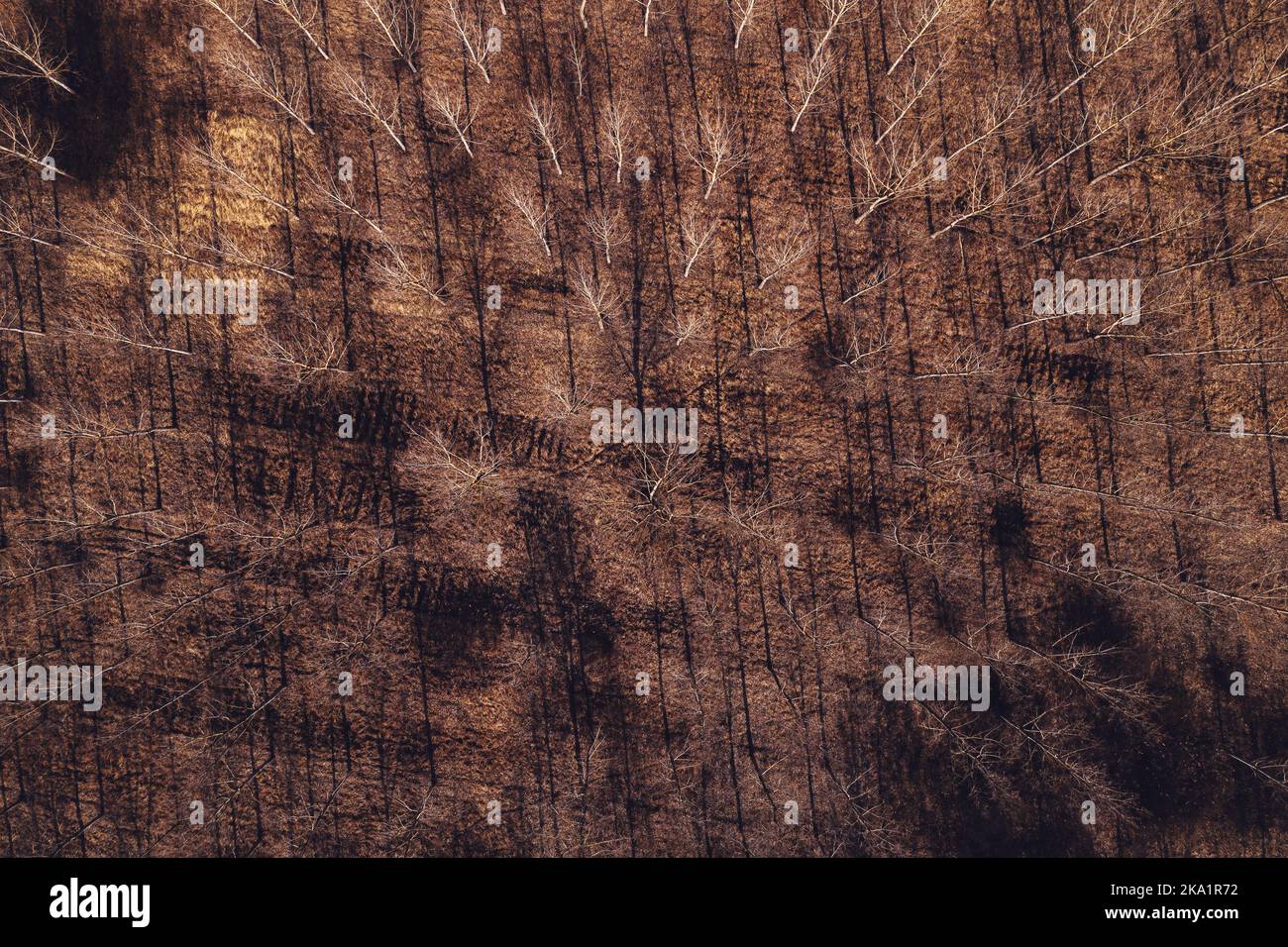 Deciduo paesaggio boscoso in autunno, ripresa aerea dal drone pov direttamente sopra Foto Stock