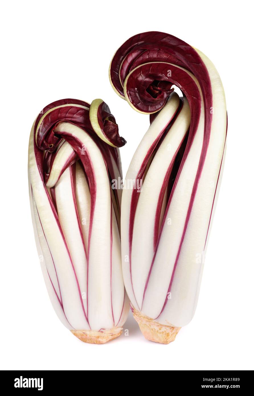 Radicchio Rosso radicchio di Treviso isolato su bianco Foto Stock