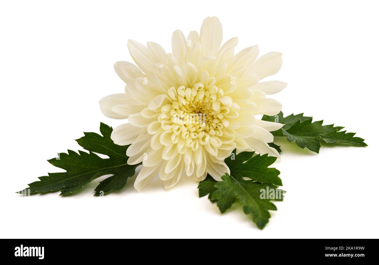 Fiore di crisanto bianco isolato su sfondo bianco Foto Stock