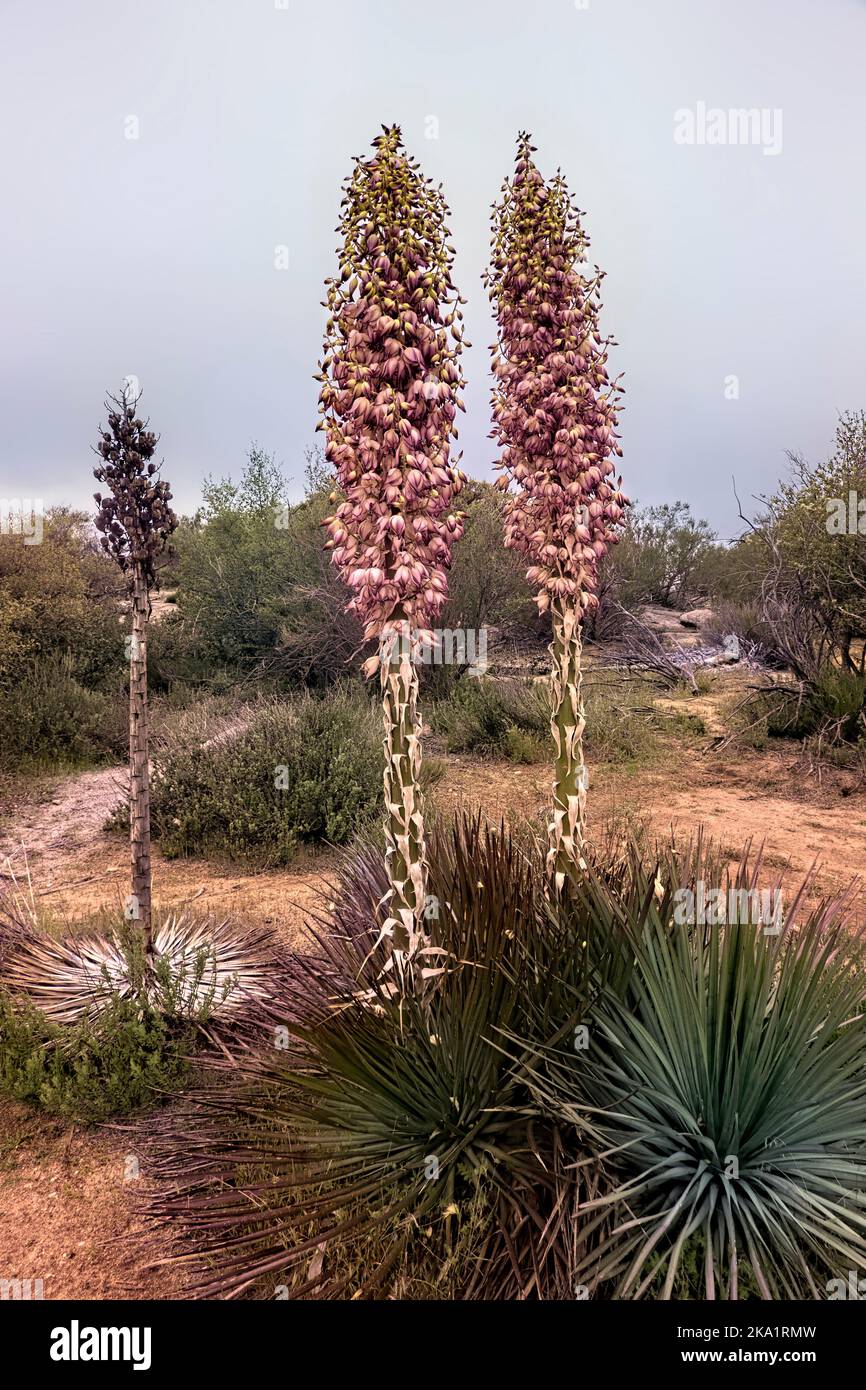 Chaparral yucca fiori sul Pacific Crest Trail, campo, California, Stati Uniti Foto Stock