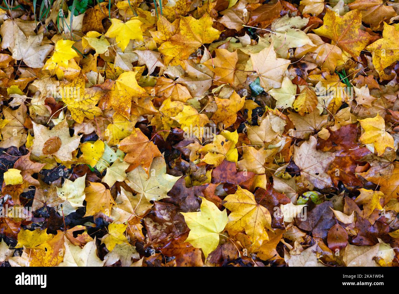 Primo piano di un misto di foglie autunnali cadute sul terreno boscoso Foto Stock
