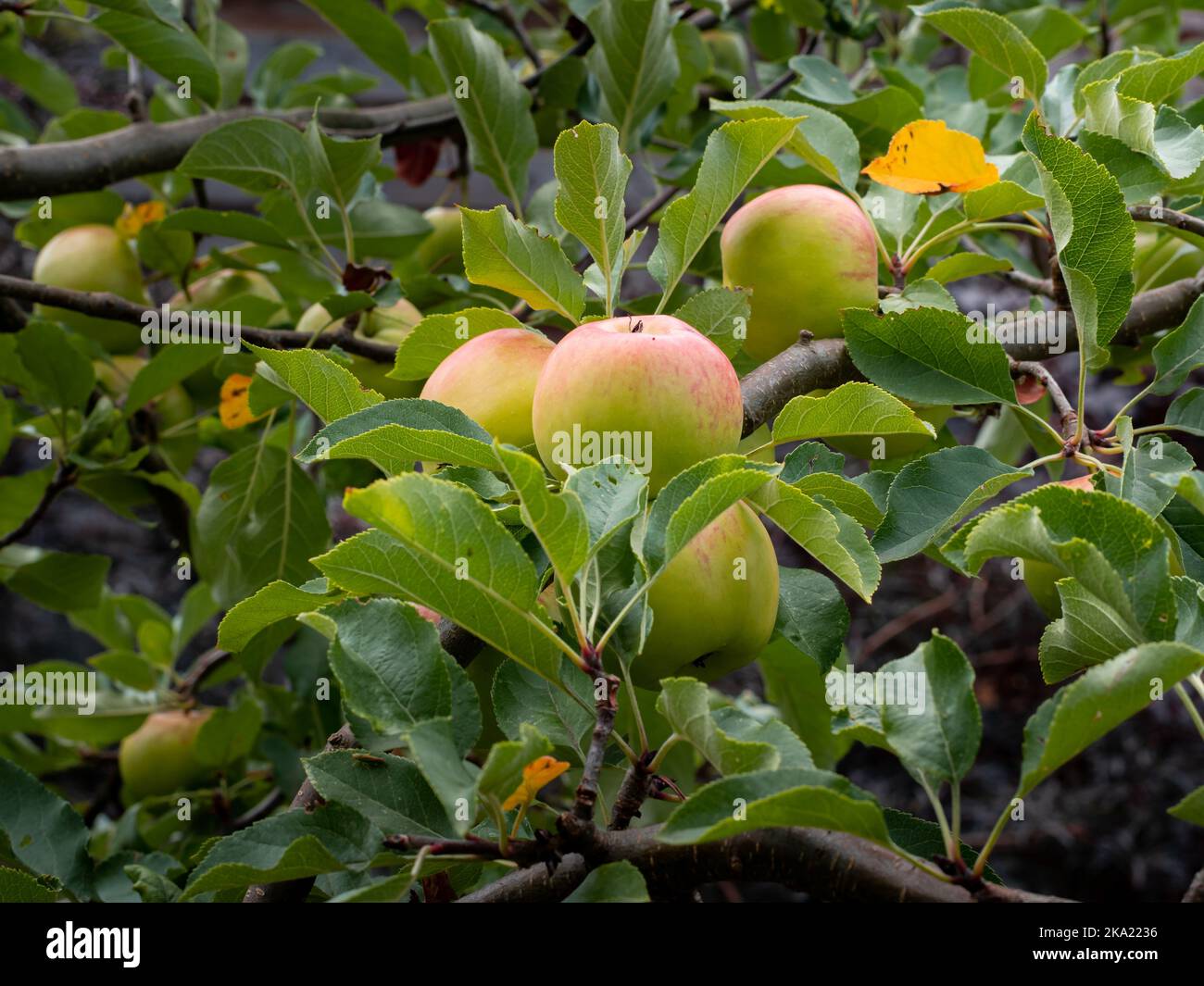 Mele mature su un albero in un giardino tedesco. Frutteto con cibi crudi sani. Un mazzo di frutta sta crescendo sul ramoscello. Primo piano delle mele. Foto Stock