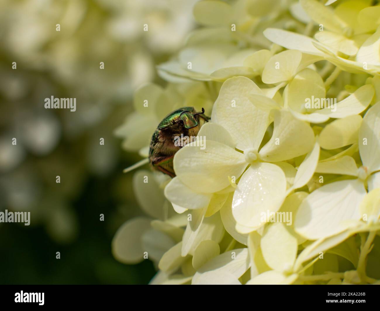 Faver di fiori (Cetoniinae) con un corpo verde brillante. L'insetto scarabeo sta strisciando sui fiori bianchi. La testina lucida è in primo piano. Foto Stock