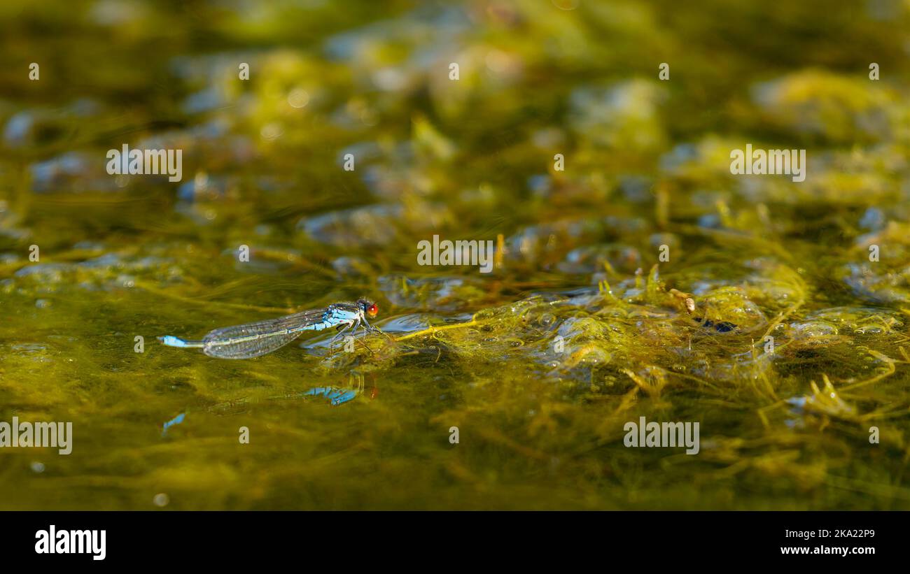 Una piccola damselfly dagli occhi rossi nel Delta del Danubio Foto Stock