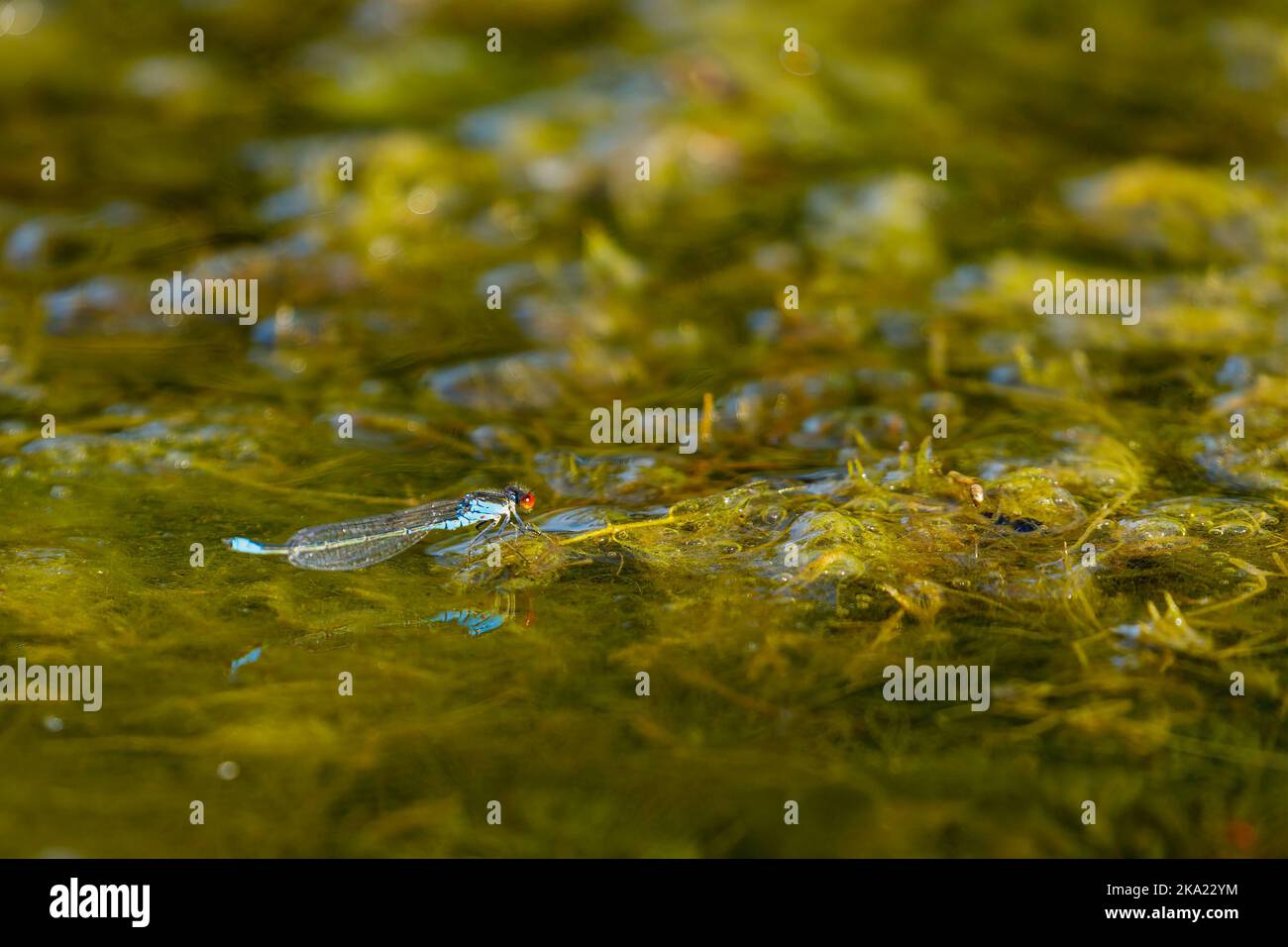 Una piccola damselfly dagli occhi rossi nel Delta del Danubio Foto Stock
