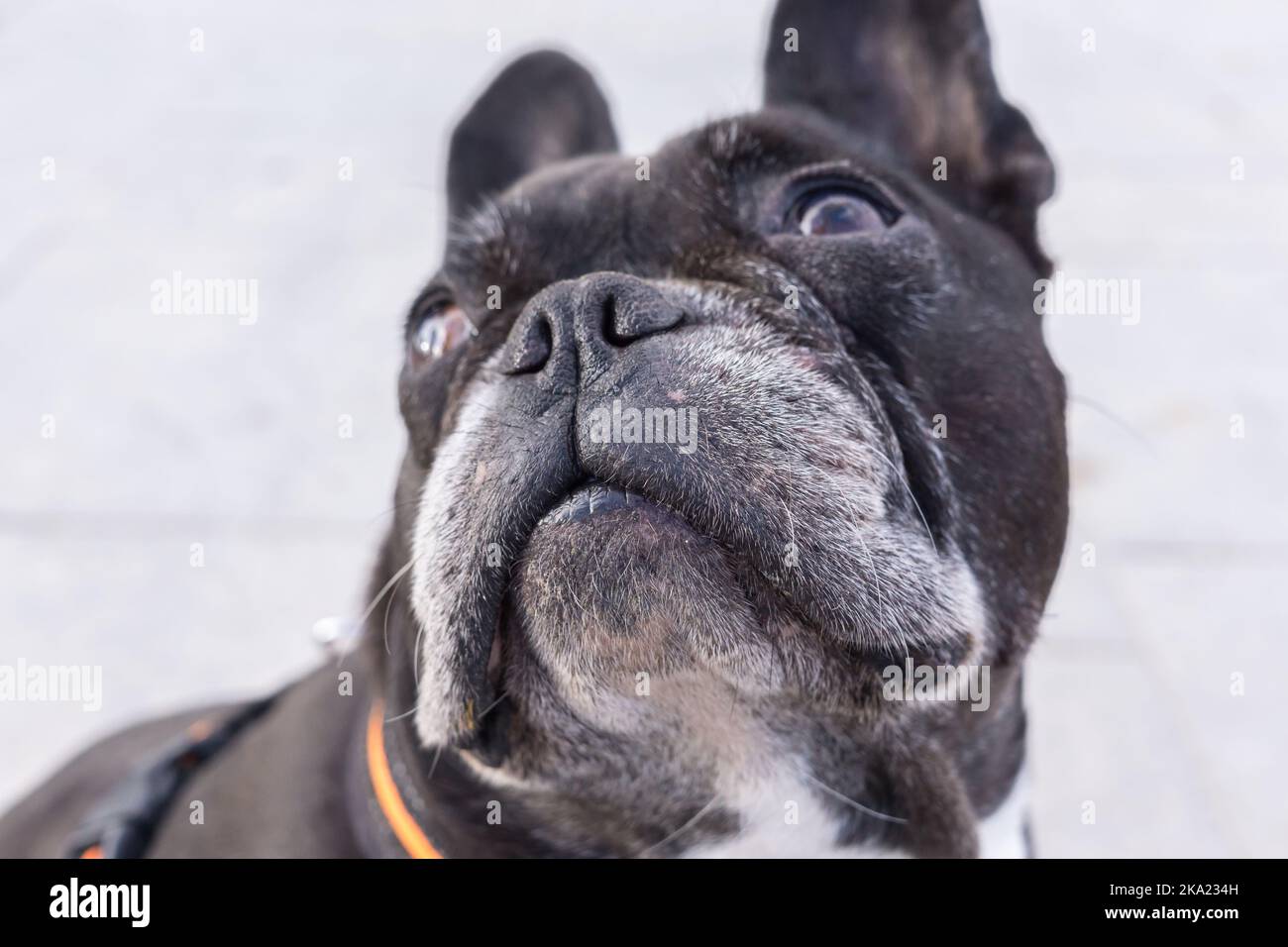 Nero french bulldog, guardando verso l'alto. Messa a fuoco selettiva sul cane museruola isolati a sfondo bianco Foto Stock