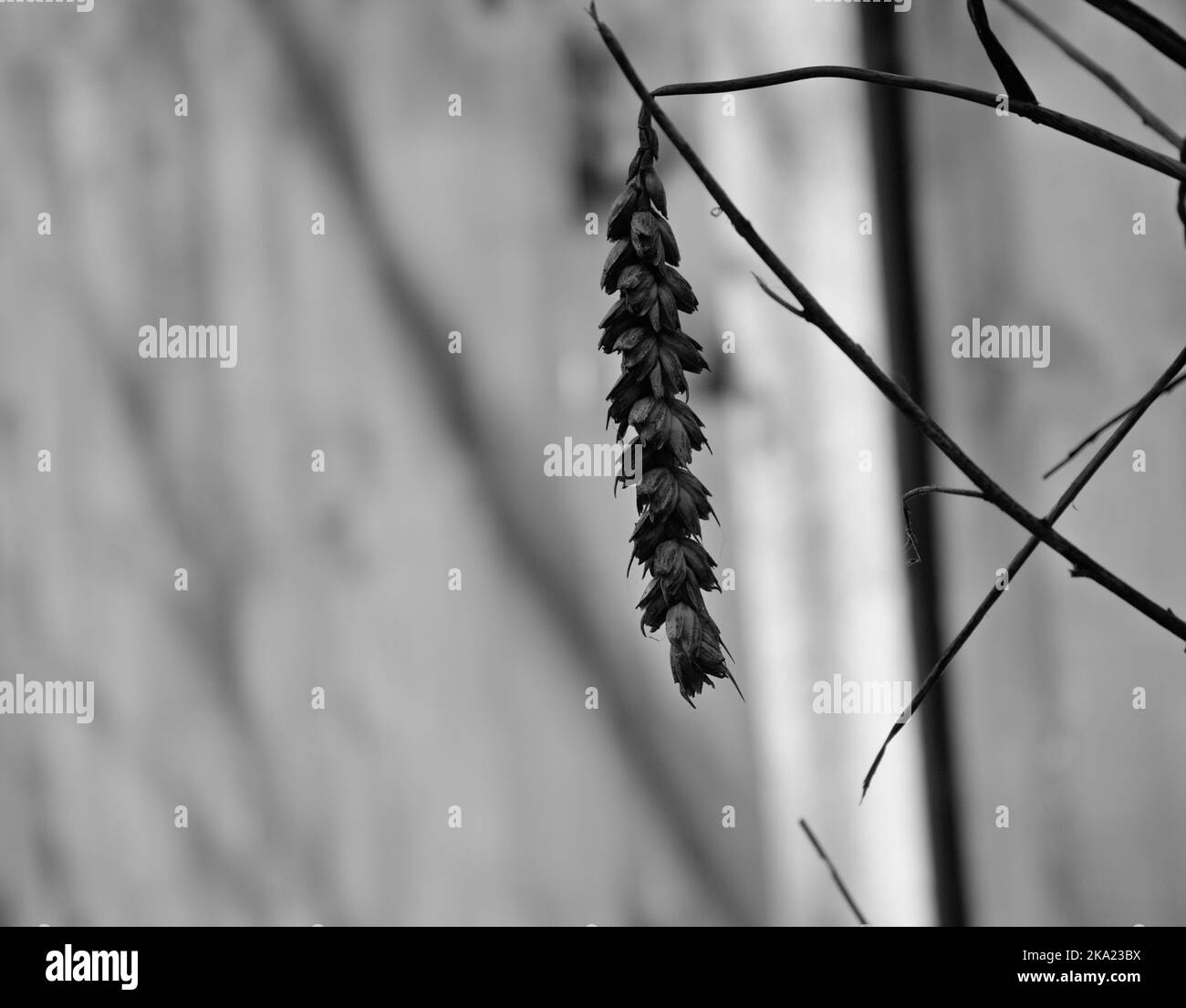 grano Foto Stock