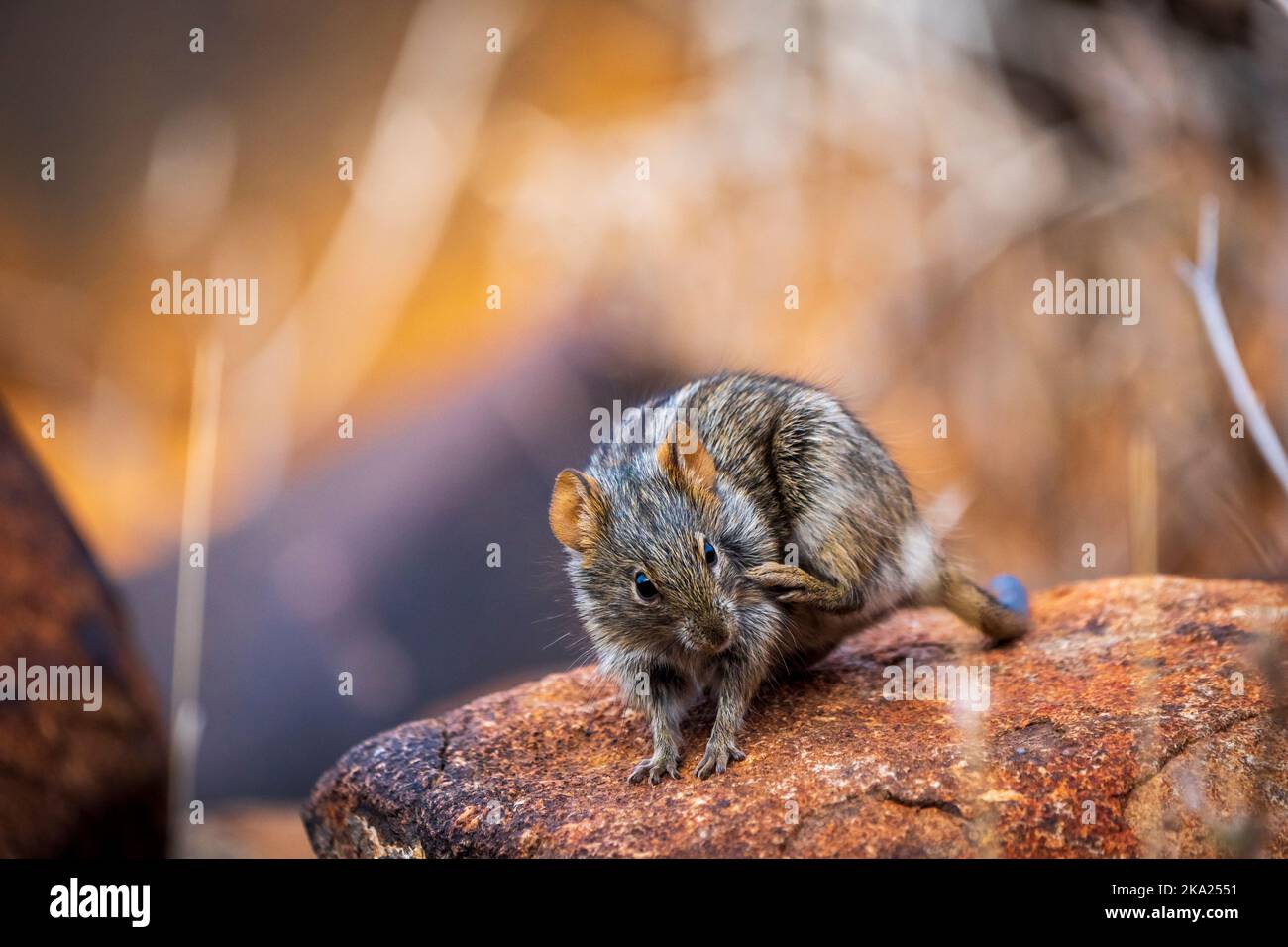 Topo d'erba a quattro righe o ratto d'erba a quattro righe (Rhabdomys pumilio). Capo Settentrionale. Sudafrica. Foto Stock