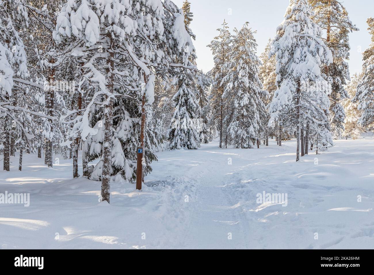 Bella foresta invernale, abeti coperti di neve. Ounasvaara, Rovaniemi, Finlandia Foto Stock